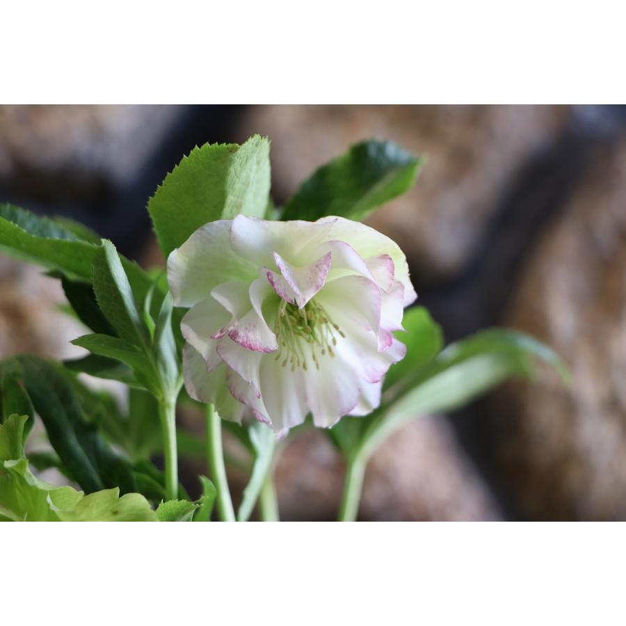 現品26】クリスマスローズ・オリエンタリス 八重咲き 花付き開花株 4