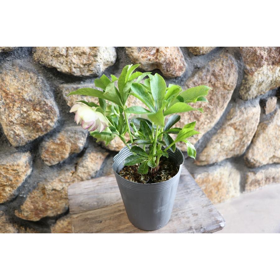 現品26】クリスマスローズ・オリエンタリス 八重咲き 花付き開花株 4