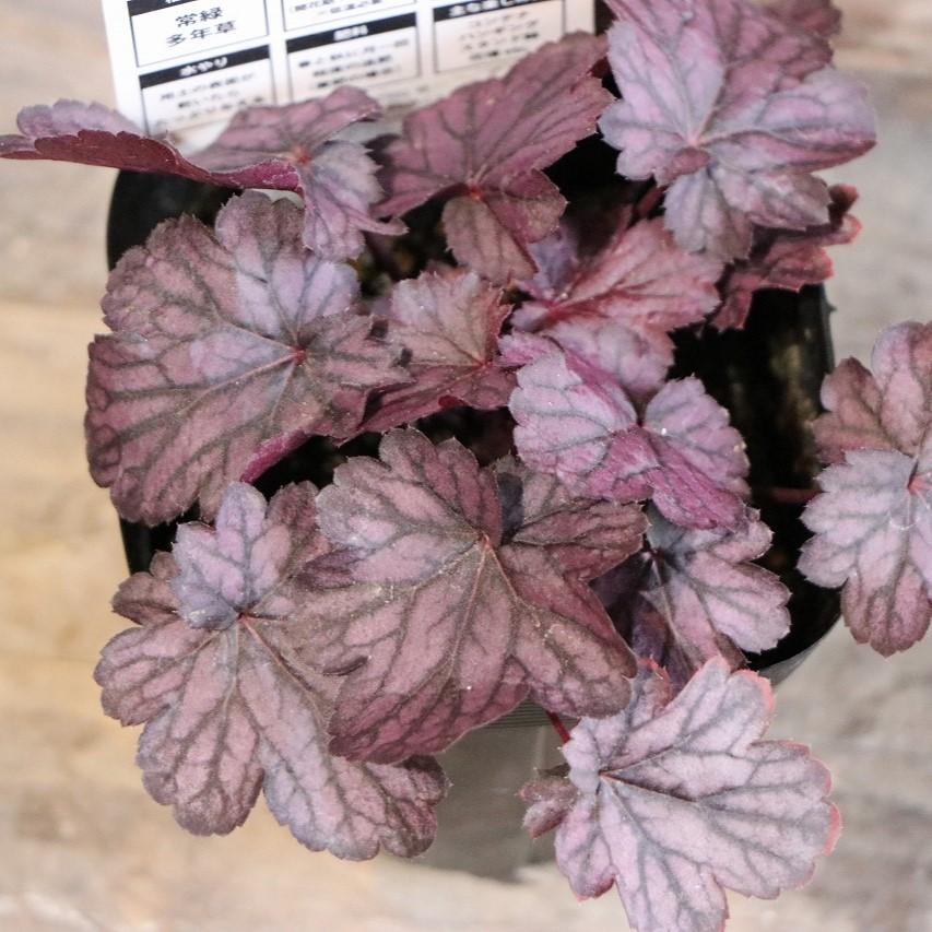 ヒューケラ シャンハイ 3〜3.5号ポット苗 寄せ植え 花壇 鉢植え お洒落