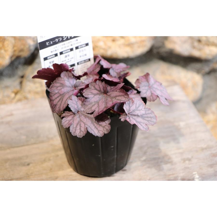 ヒューケラ シャンハイ 3〜3.5号ポット苗 寄せ植え 花壇 鉢植え お洒落