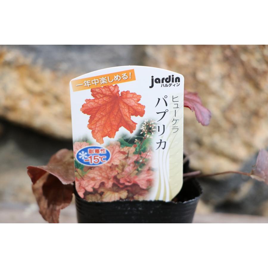 ハルディン ヒューケラ パプリカ 3号ポット苗 Jardin 寄せ植え 花壇