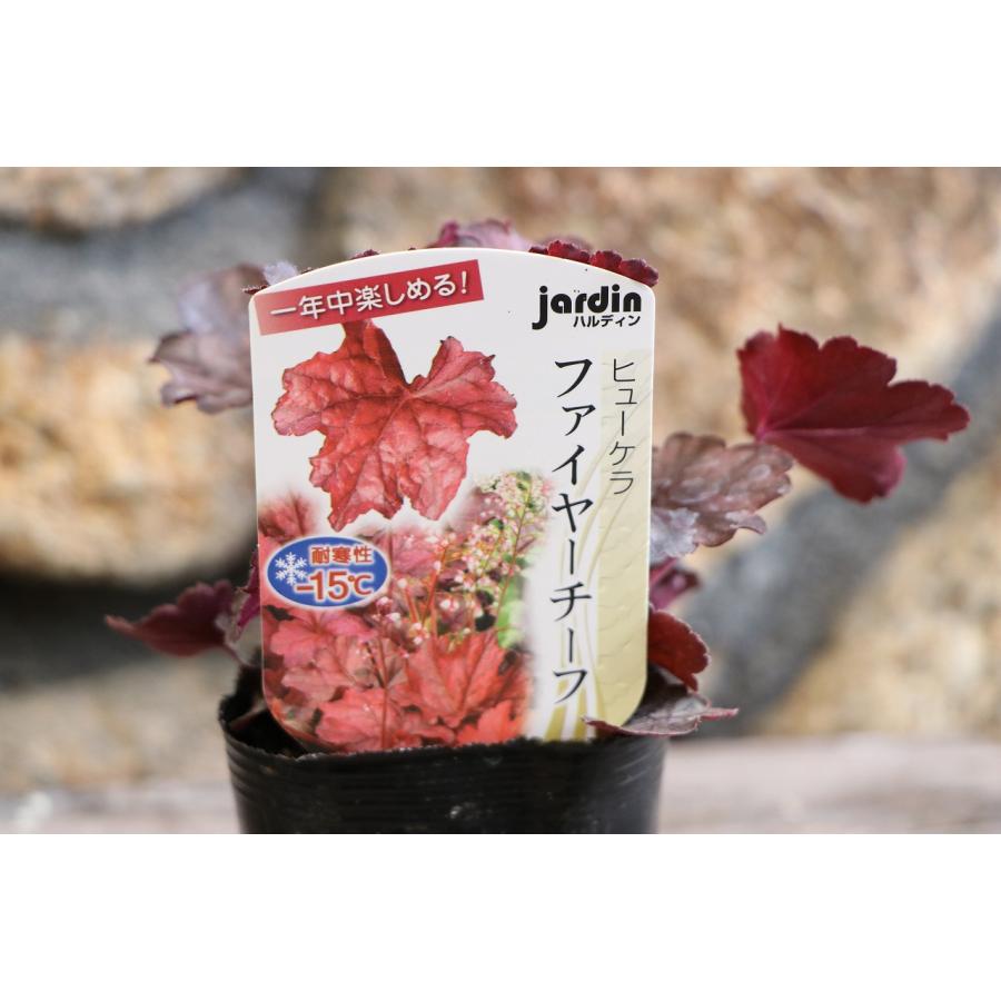 ハルディン ヒューケラ ファイヤーチーフ 3号ポット苗 Jardin 寄せ植え