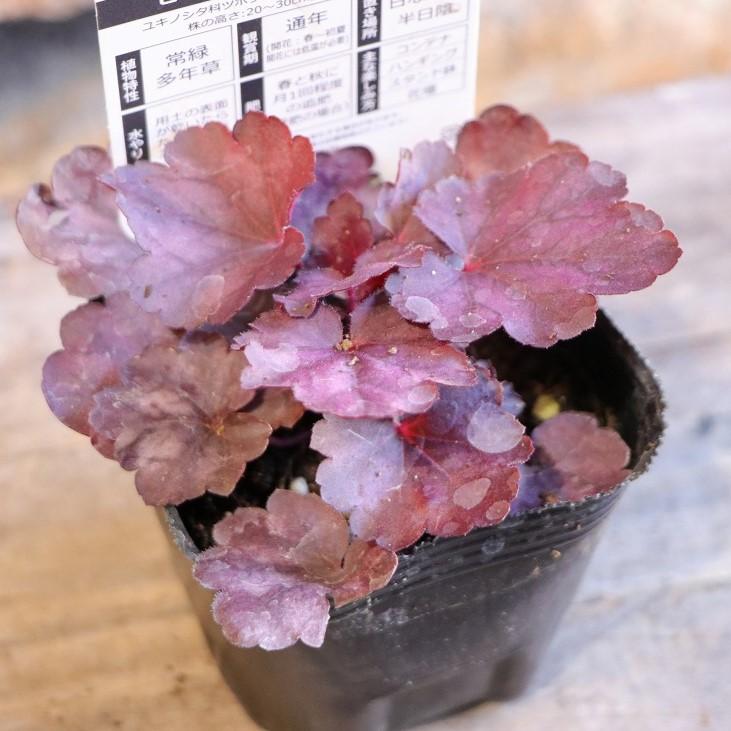 ハルディン ヒューケラ グレープソーダ 3号ポット苗 Jardin 寄せ植え