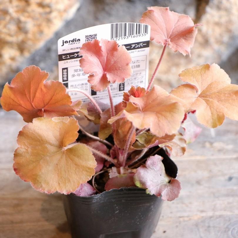 ハルディン ヒューケラ ノーザンエクスポージャー アンバー 3〜3.5号