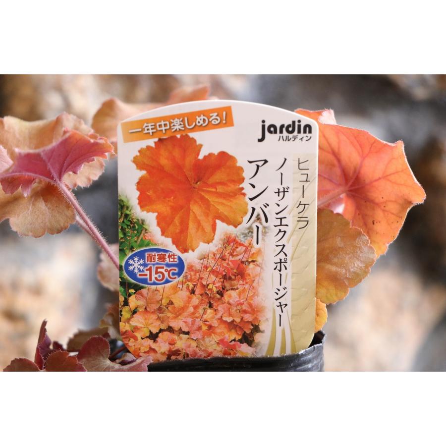 ハルディン ヒューケラ ノーザンエクスポージャー アンバー 3〜3.5号