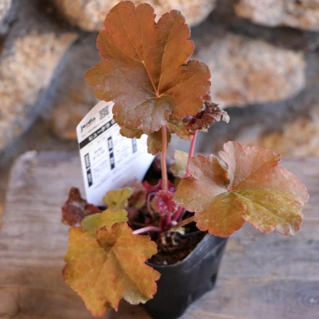 専用 KA27♥フェデネージュ クリームピンク♥花苗ポットごと 楽天