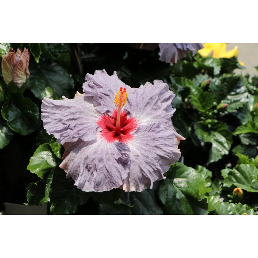 ハイビスカス デニムブルー 5号鉢 熱帯花木 Hibiscus1 グリーンプラザ山長ヤフーショッピング店 通販 Yahoo ショッピング