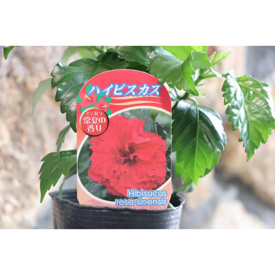 八重咲き ハイビスカス レッド 3号ポット苗 寄せ植え 鉢植え 花壇