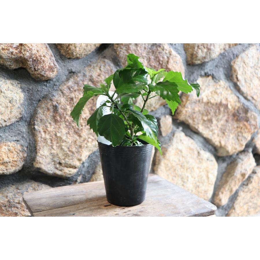 八重咲き ハイビスカス レッド 3号ポット苗 寄せ植え 鉢植え 花壇