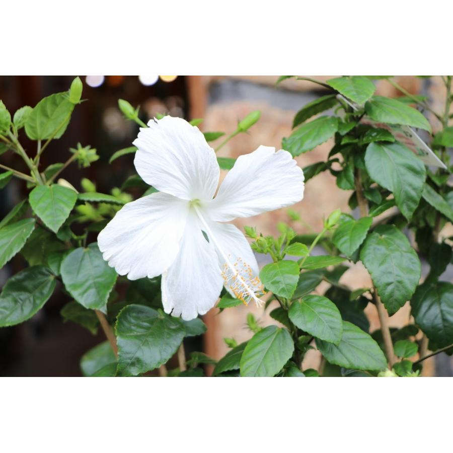 ハイビスカス ホワイト 8号鉢 熱帯花木 Hibiscus3 グリーンプラザ山長ヤフーショッピング店 通販 Yahoo ショッピング