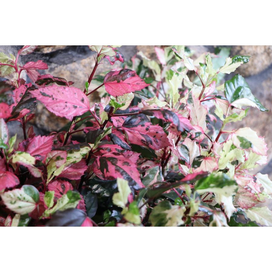 斑入り ハイビスカス フラムルージュ 5号鉢 鉢花 寄せ植え