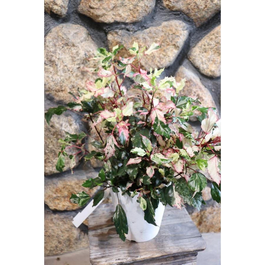斑入り ハイビスカス フラムルージュ 5号鉢 鉢花 寄せ植え 鉢植え 花壇