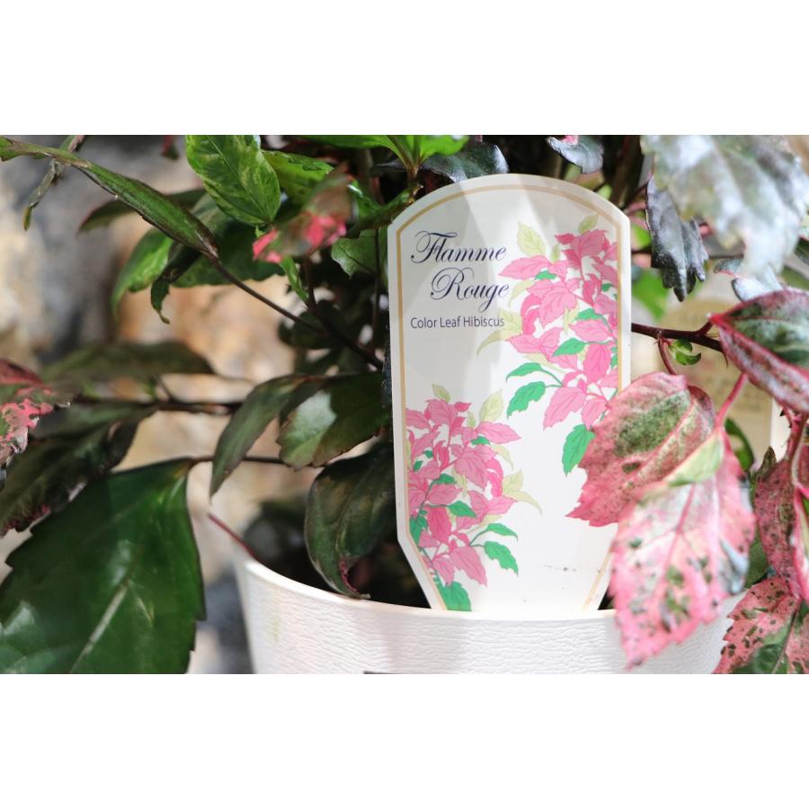 ☆ハイビスカスページです☆ ハイビスカス♡ペインテッドレディ 1 - メルカリ