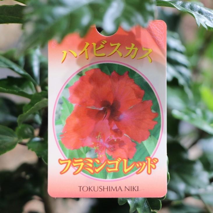 ハイビスカス フラミンゴ レッド 5号鉢 鉢花 寄せ植え 鉢植え 花壇