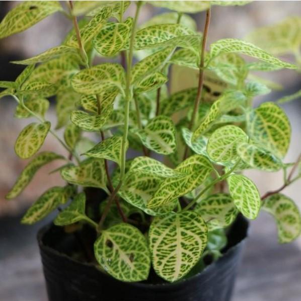 ゴールデン ハニーサックル 2.5〜3号ポット苗 スイカズラ 寄せ植え