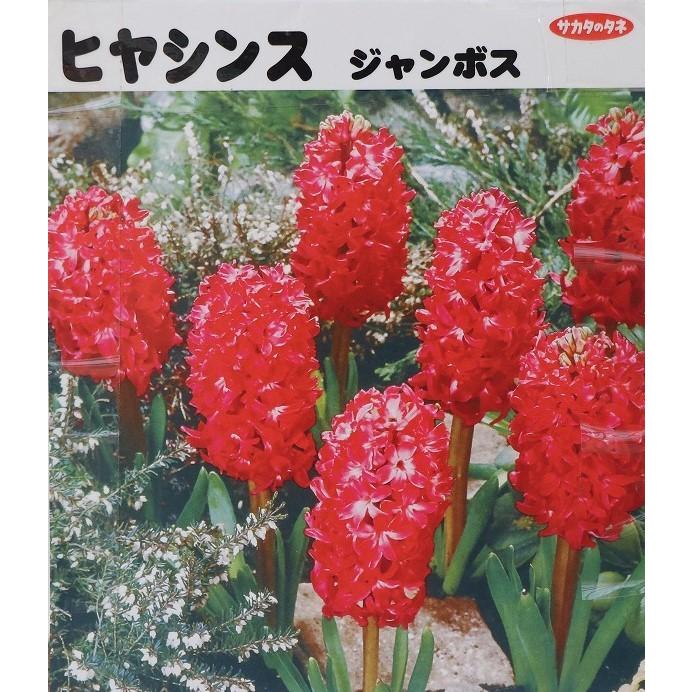 球根 バラ球 ヒヤシンス ジャンボス 赤 1球 Hyacinthus3 グリーンプラザ山長 通販 Yahoo ショッピング