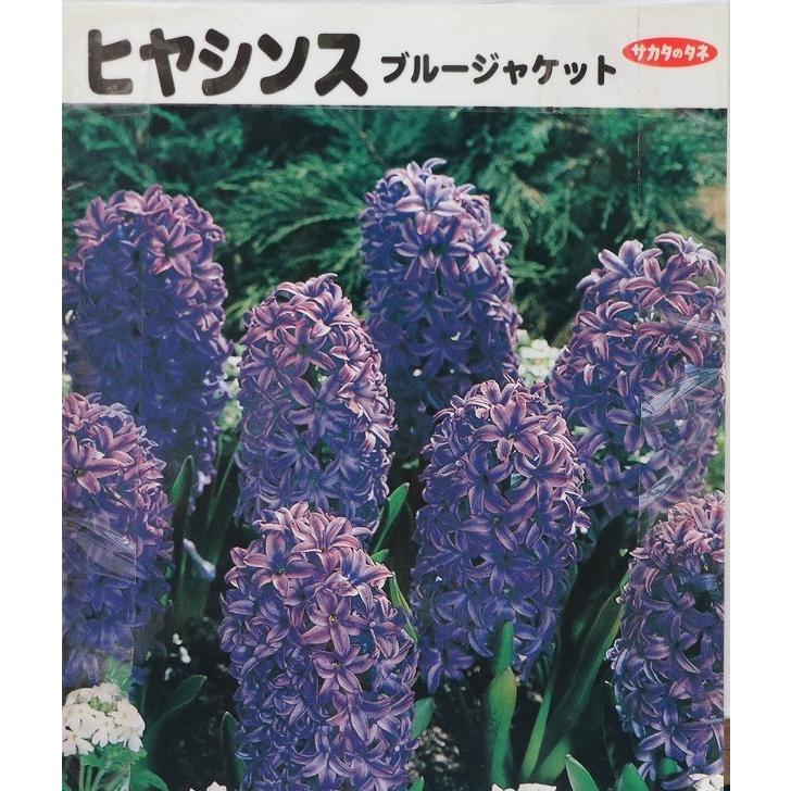 球根 バラ球 ヒヤシンス ブルージャケット 紫 1球 花 ガーデニング