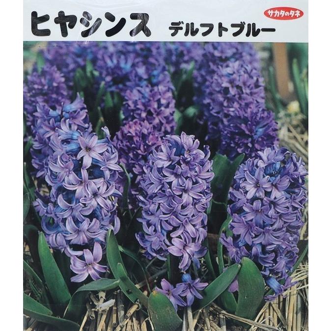 球根 バラ球 ヒヤシンス デルフトブルー 青 1球 Hyacinthus5 グリーンプラザ山長 通販 Yahoo ショッピング