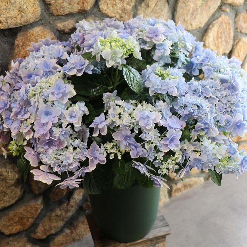 アジサイ コンペイトウ スマイルブルー 10号鉢 ハイドランジア 紫陽花