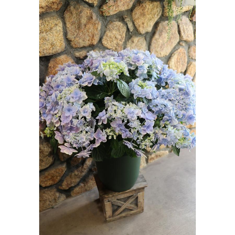 紫陽花 アジサイ コンペイトウ スマイルブルー 10号鉢 ハイドランジア