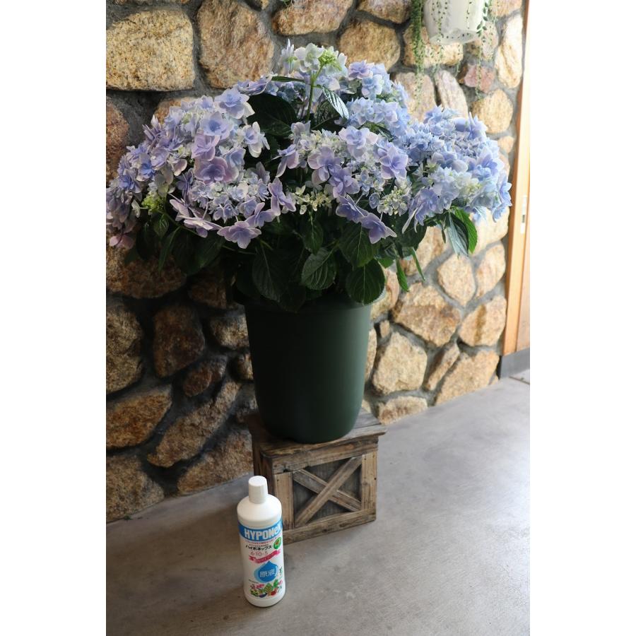 紫陽花 アジサイ コンペイトウ スマイルブルー 10号鉢 ハイドランジア
