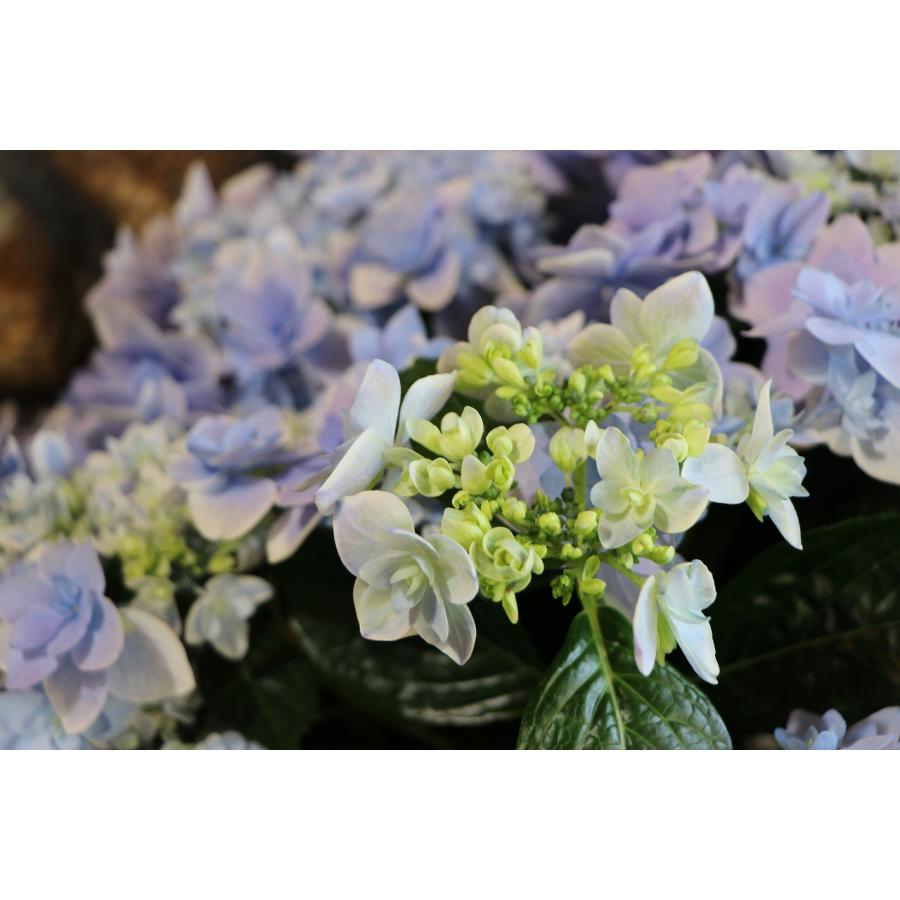 紫陽花 アジサイ コンペイトウ スマイルブルー 10号鉢 ハイドランジア