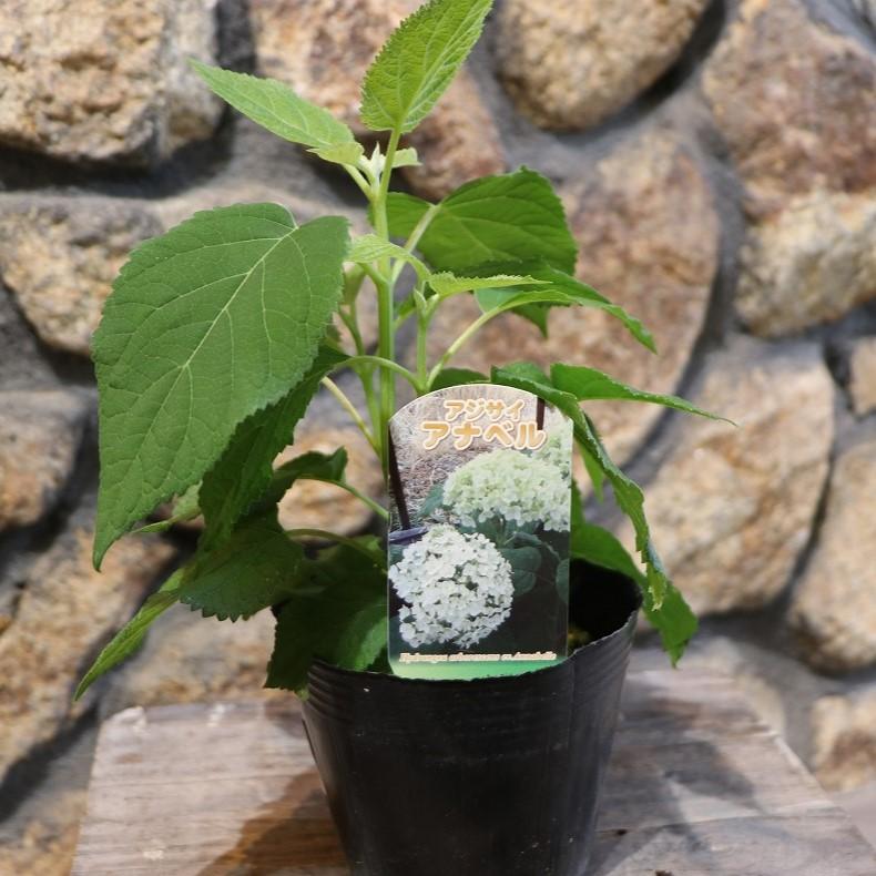 アメリカアジサイ アナベル ホワイト 4号ポット苗 アジサイ 寄せ植え