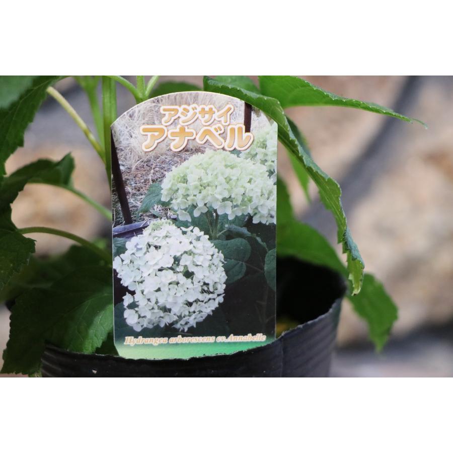 アメリカアジサイ アナベル ホワイト 4号ポット苗 アジサイ 寄せ植え