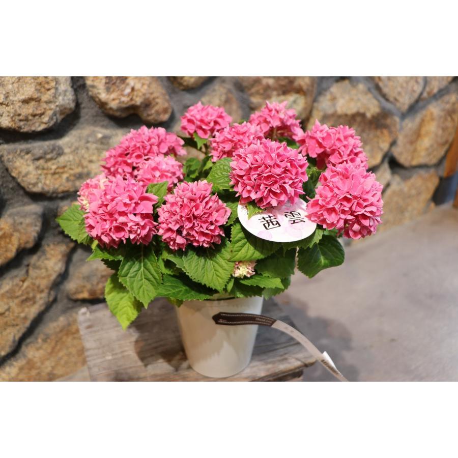 アジサイ 茜雲 ピンク 4号鉢 ハイドランジア 島根県 紫陽花 鉢花 アジサイ 茜雲 ピンク 4号鉢 ハイドランジア 島根県 紫陽花 鉢花
