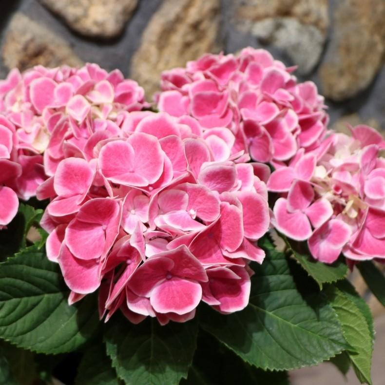 一点物【母の日鉢物】お花を長く楽しみたいお母さんへ♡ 鉢セット 【母の日ギフト】鉢花アジサイ 5号ハワイアンファーストレディバスケット