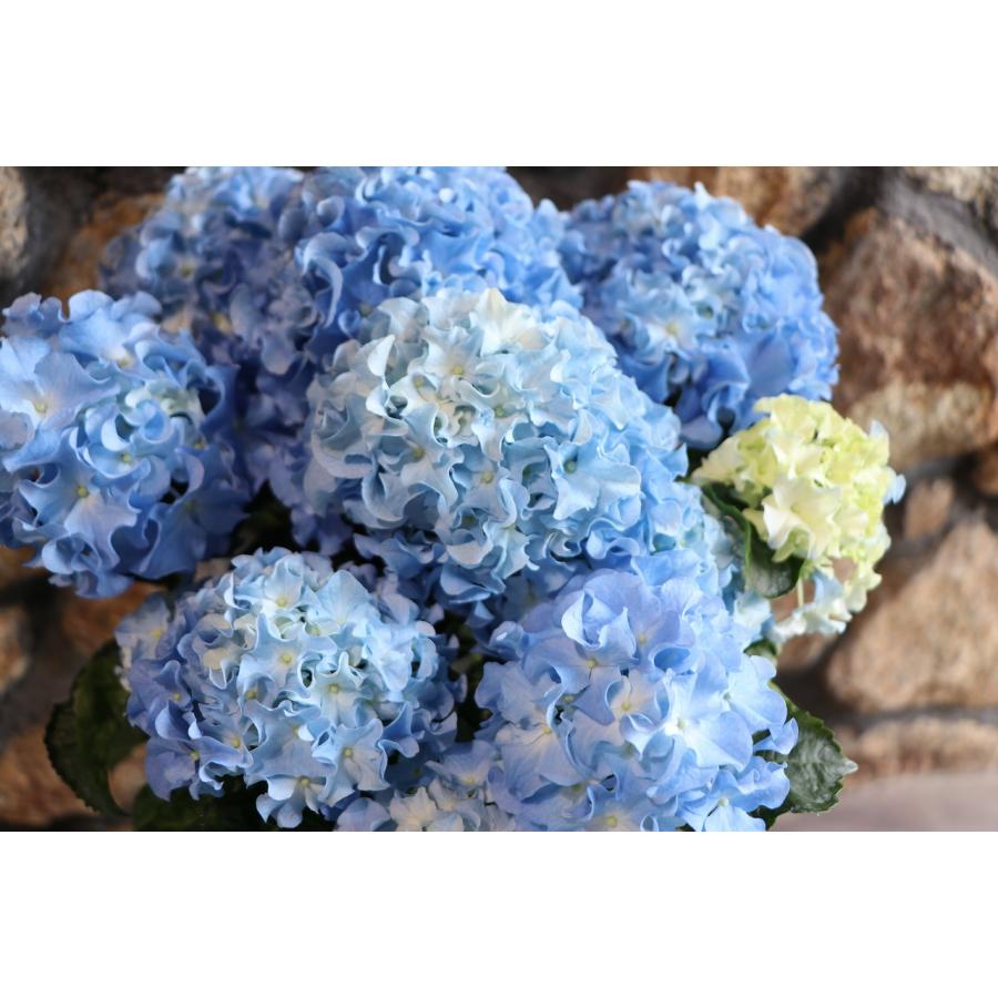 アジサイ クレイジーテンシア ブルー 5号鉢 ハイドランジア