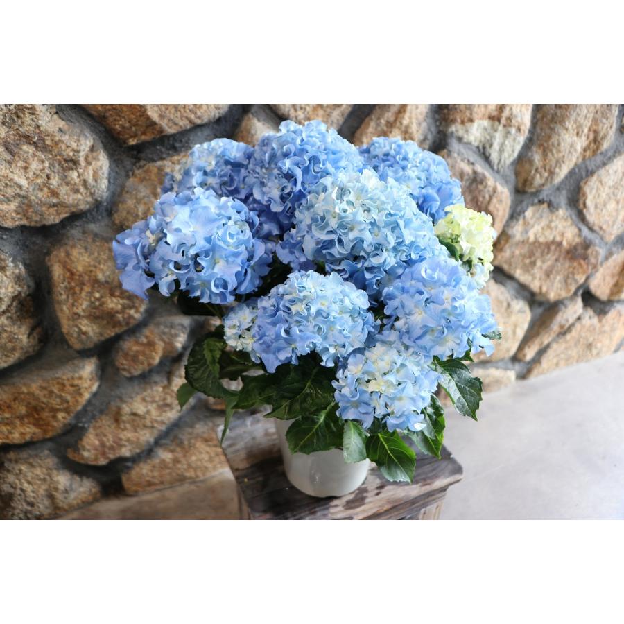 アジサイ クレイジーテンシア ブルー 5号鉢 ハイドランジア 紫陽花 鉢