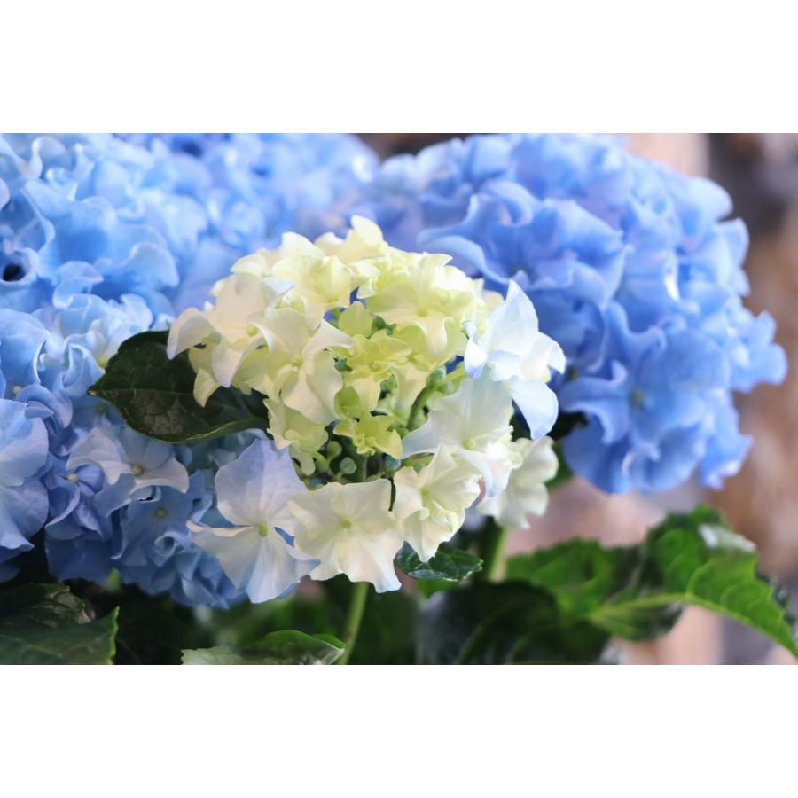 アジサイ クレイジーテンシア ブルー 5号鉢 ハイドランジア 紫陽花 鉢