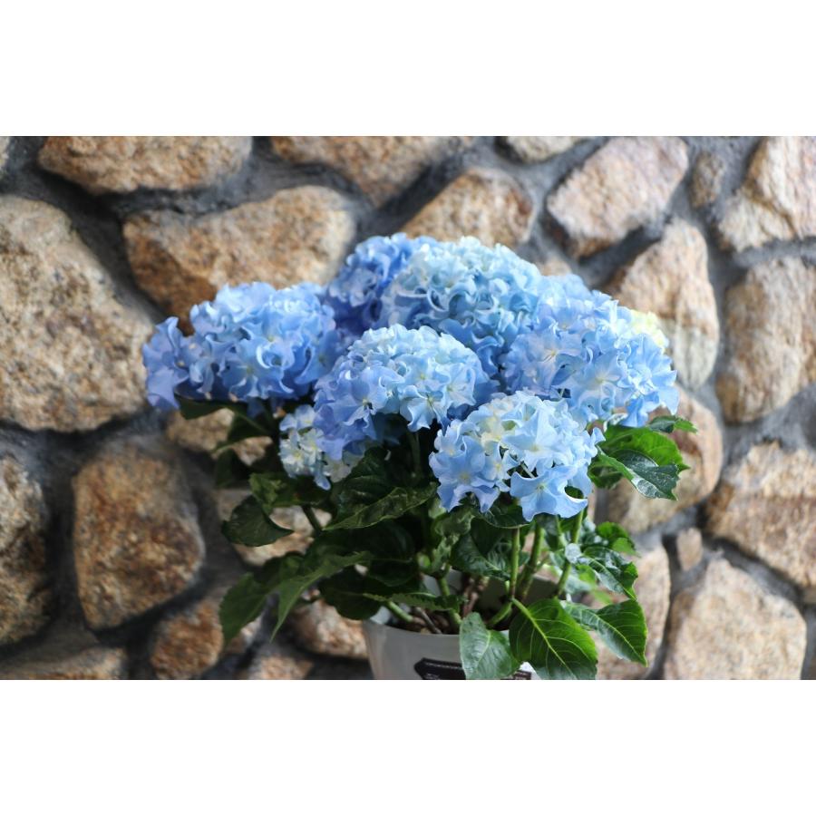 アジサイ クレイジーテンシア ブルー 5号鉢 ハイドランジア 紫陽花 鉢