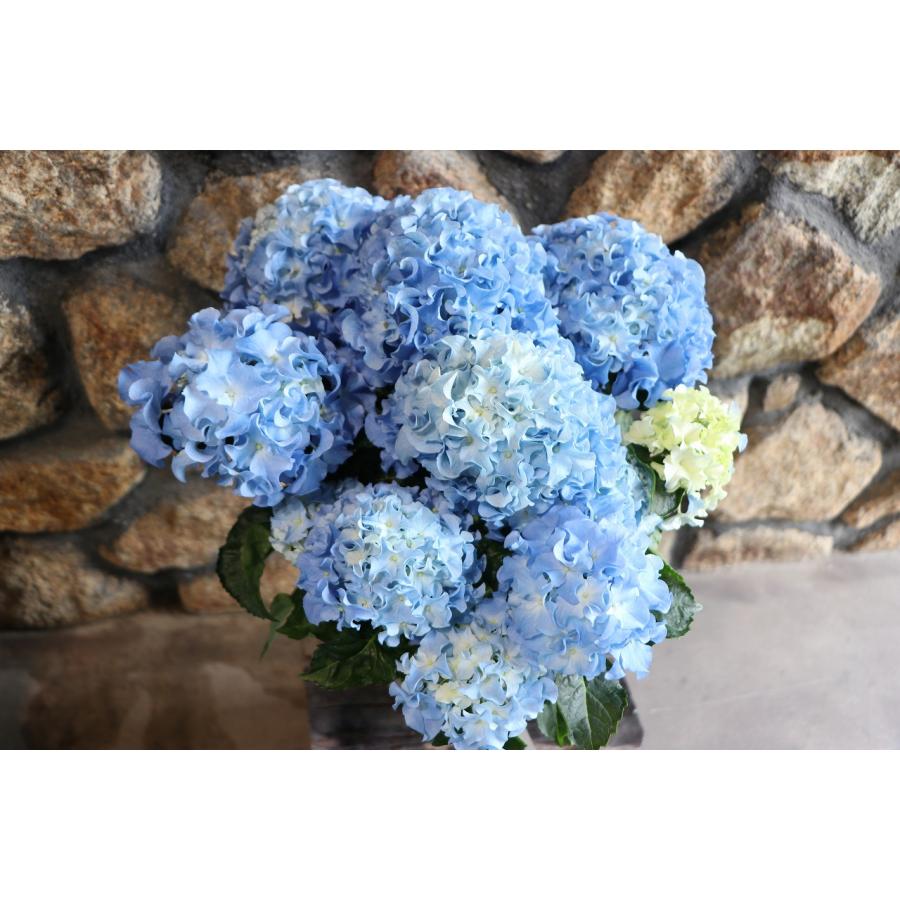 アジサイ クレイジーテンシア ブルー 5号鉢 ハイドランジア 紫陽花 鉢