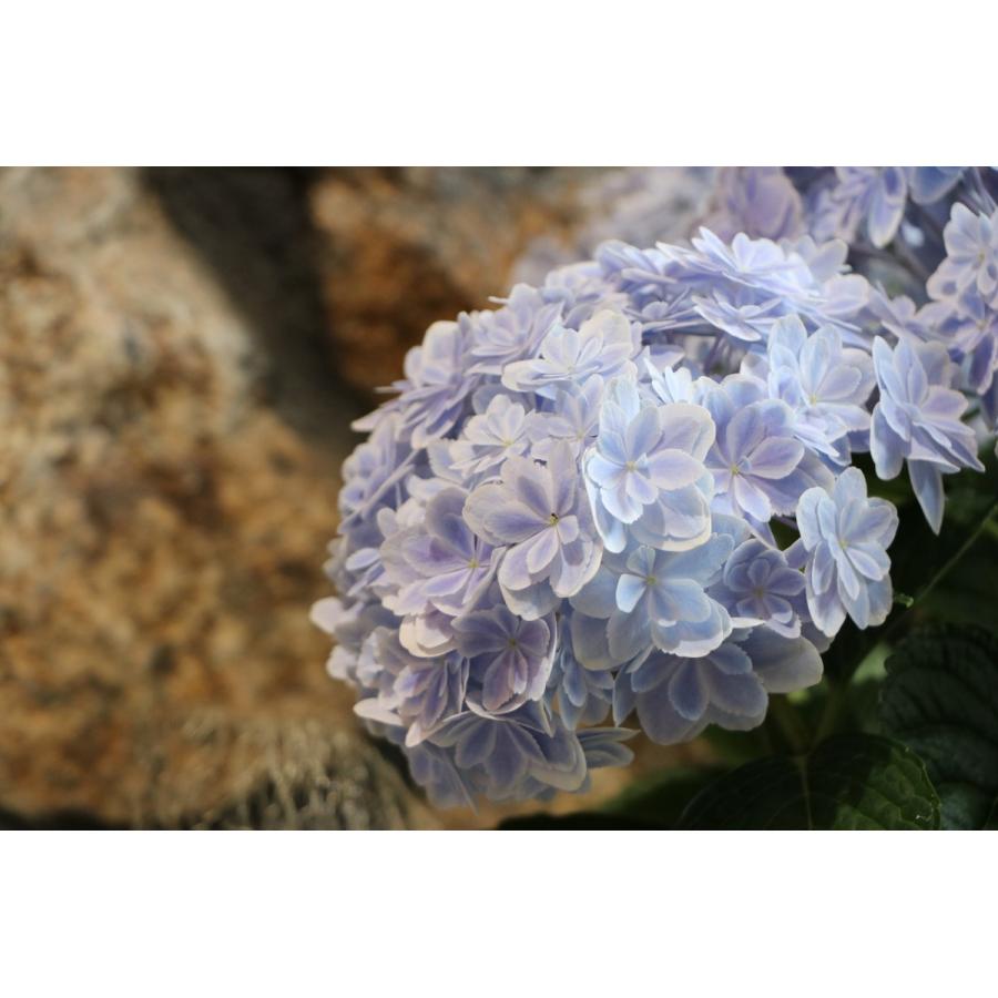 母の日22 アジサイ 万華鏡 ブルー 5号鉢 鉢カバー ラッピング付き 紫陽花 母の日ギフト Hydrangea11 グリーンプラザ山長ヤフーショッピング店 通販 Yahoo ショッピング