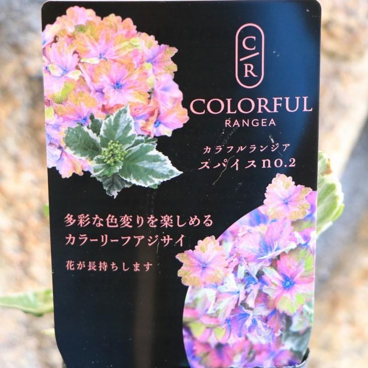 斑入り アジサイ スパイス NO.2 3号ポット苗 ハイドランジア 紫陽花