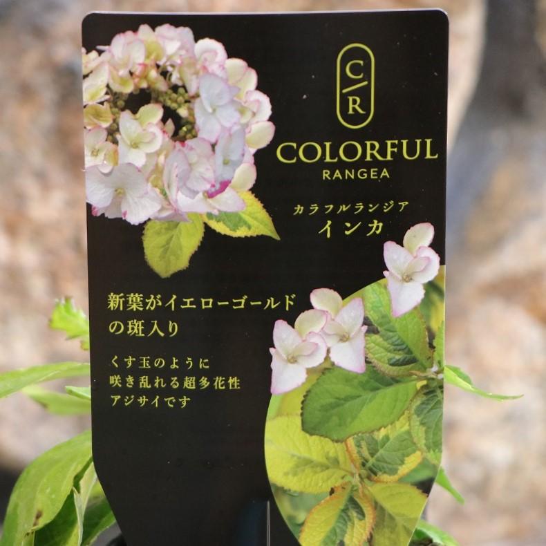 紫陽花苗　色々　１ポット 紫陽花 アジサイ 大島緑花 3.5号ポット苗 ハナヒロバリュー