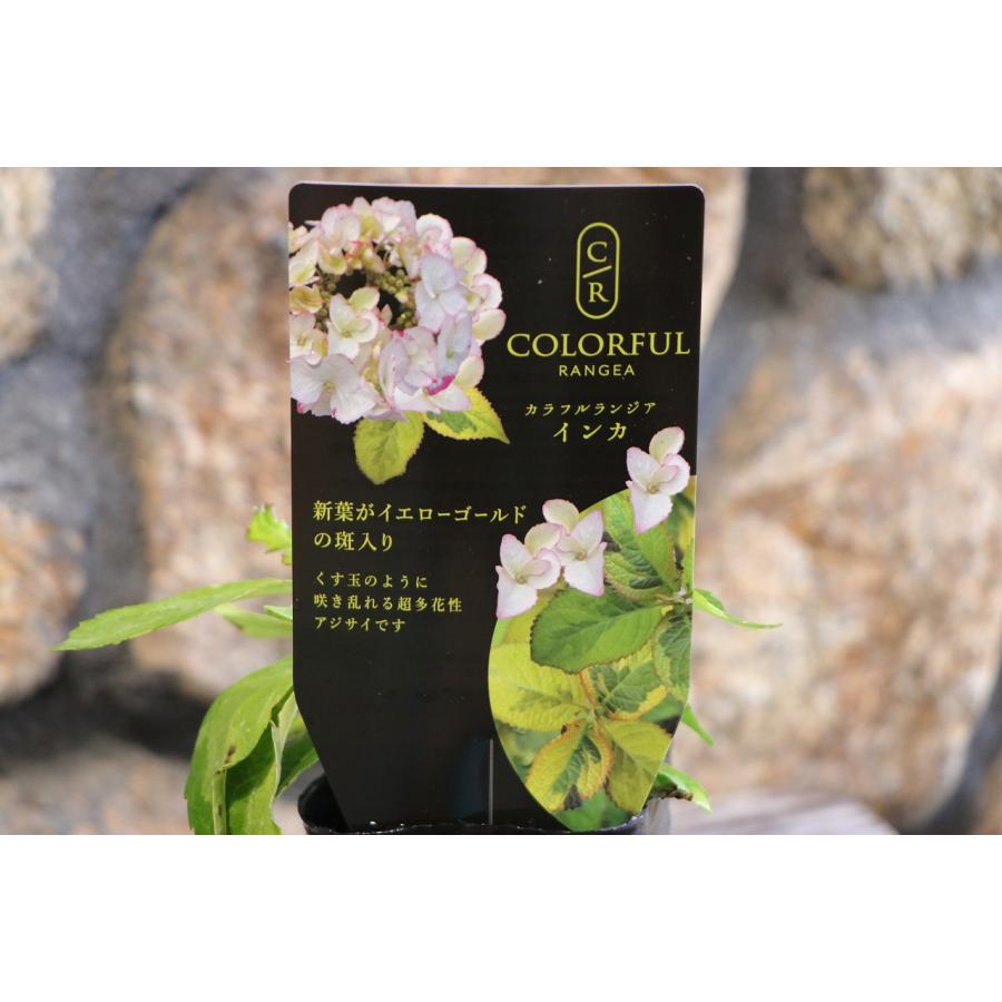 斑入り アジサイ インカ 3号ポット苗 ハイドランジア 紫陽花 大栄花園 植木 苗木 鉢植え 地植え お洒落 可愛い 落葉樹 苗 初心者 カラーリーフ 希少 |  | 01