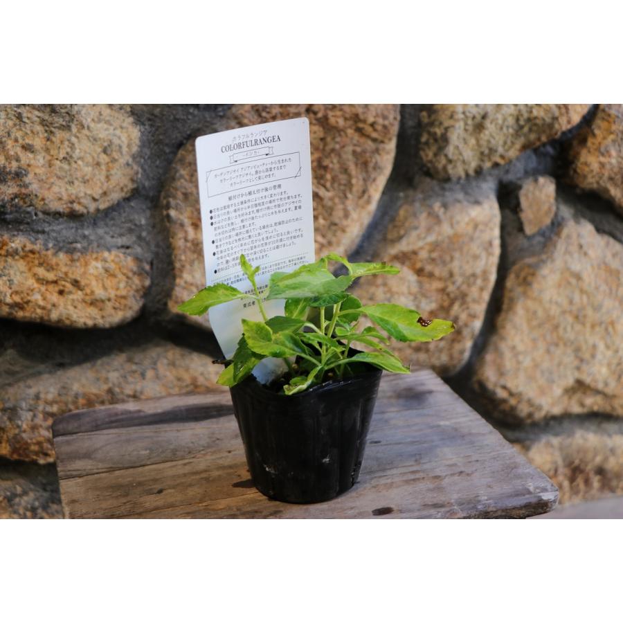斑入り アジサイ インカ 3号ポット苗 ハイドランジア 紫陽花 大栄花園 植木 苗木 鉢植え 地植え お洒落 可愛い 落葉樹 苗 初心者 カラーリーフ 希少 |  | 02