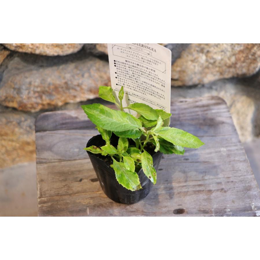 斑入り アジサイ インカ 3号ポット苗 ハイドランジア 紫陽花 大栄花園 植木 苗木 鉢植え 地植え お洒落 可愛い 落葉樹 苗 初心者 カラーリーフ 希少 |  | 04