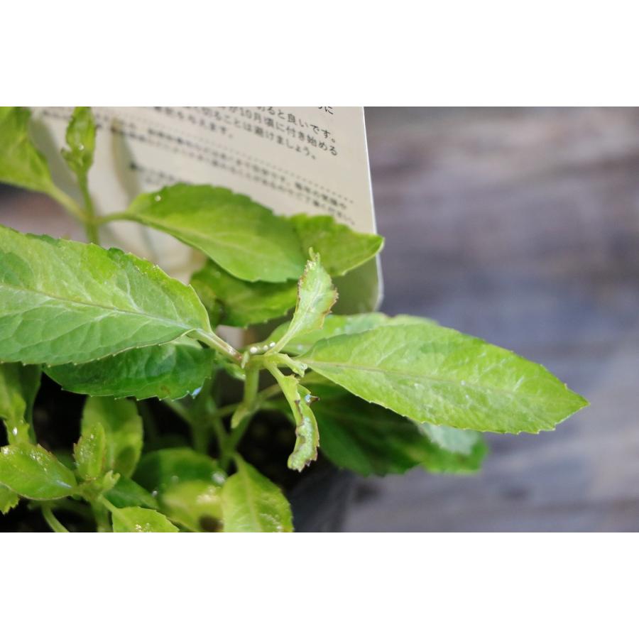 斑入り アジサイ インカ 3号ポット苗 ハイドランジア 紫陽花 大栄花園 植木 苗木 鉢植え 地植え お洒落 可愛い 落葉樹 苗 初心者 カラーリーフ 希少 |  | 05