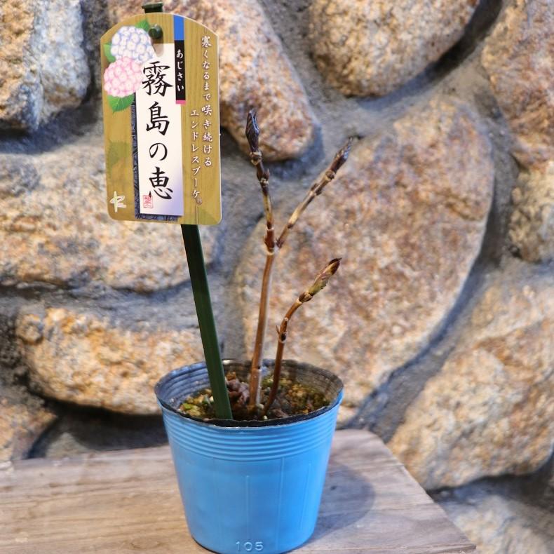 紫陽花 霧島の恵 秋色 四季咲き アジサイ 霧島の恵 ブルー 3 5号ポット