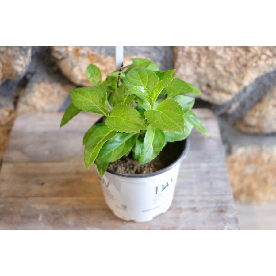 YHT  PWラグランジア紫陽花アジサイ4株 ラグランジア® | PROVEN WINNERS (PW)【植物の国際ブランド】