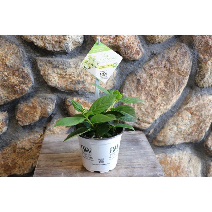 PW アジサイ ラグランジア シャンデリーニ 3.5号ポット苗 ハイドランジア 紫陽花 ハクサン 植木 苗木 鉢植え 地植え お洒落 可愛い 春の花 夏の花 花 苗 |  | 01