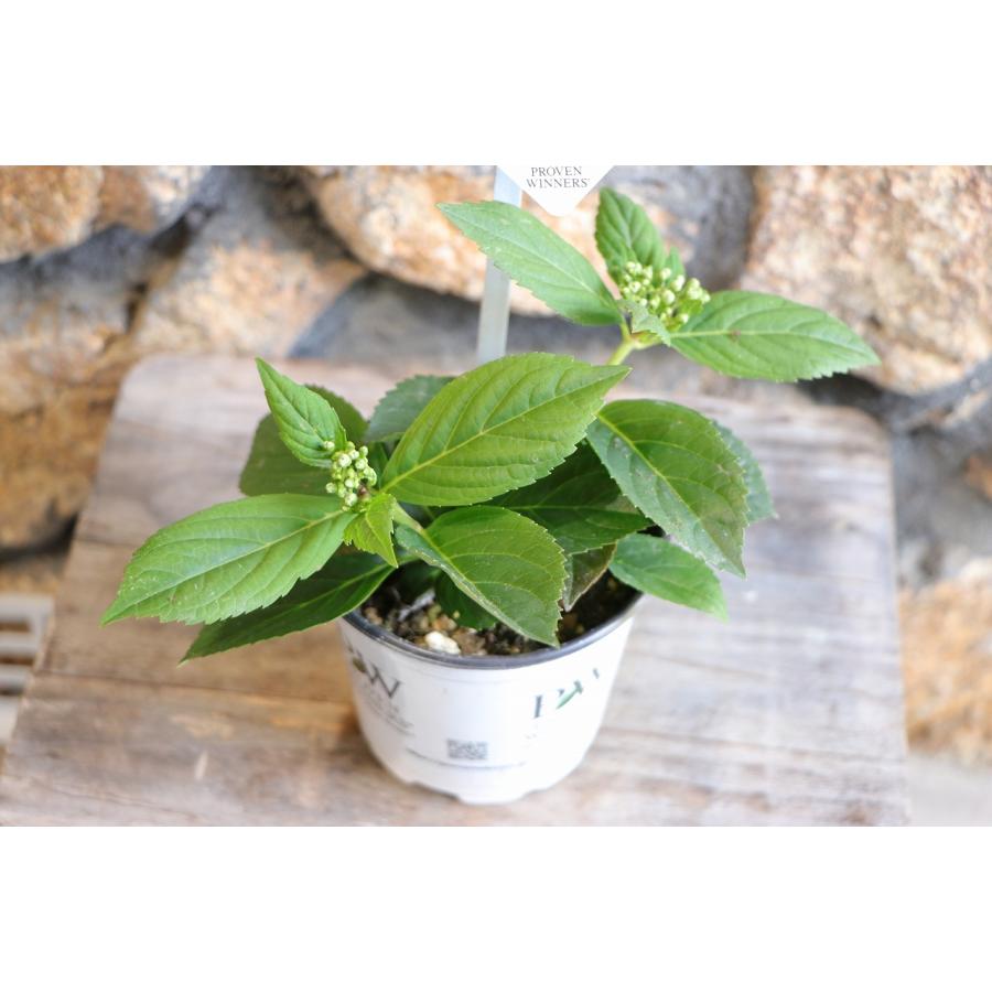 PW アジサイ ラグランジア シャンデリーニ 3.5号ポット苗 ハイドランジア 紫陽花 ハクサン 植木 苗木 鉢植え 地植え お洒落 可愛い 春の花 夏の花 花 苗 |  | 02