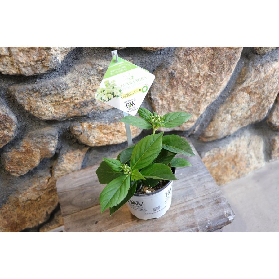 PW アジサイ ラグランジア シャンデリーニ 3.5号ポット苗 ハイドランジア 紫陽花 ハクサン 植木 苗木 鉢植え 地植え お洒落 可愛い 春の花 夏の花 花 苗 |  | 03