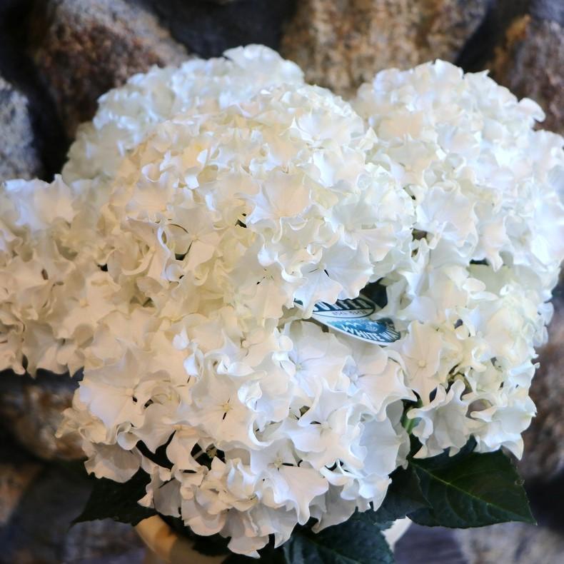 アジサイ サーファー ホワイトウェイブス 5号鉢 ハイドランジア 紫陽花