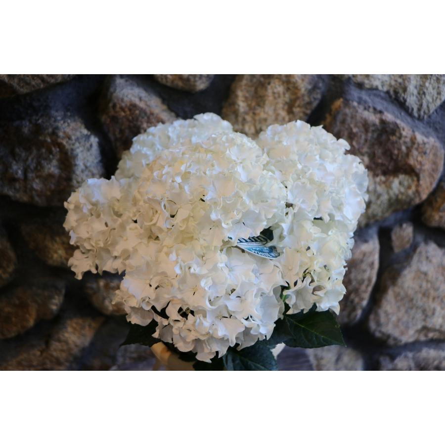 【特選】　アジサイ　5寸1種2鉢 ホワイトウェイブス　紫陽花 アジサイ：サーファー ホワイトウェイブス5号鉢植え の通販
