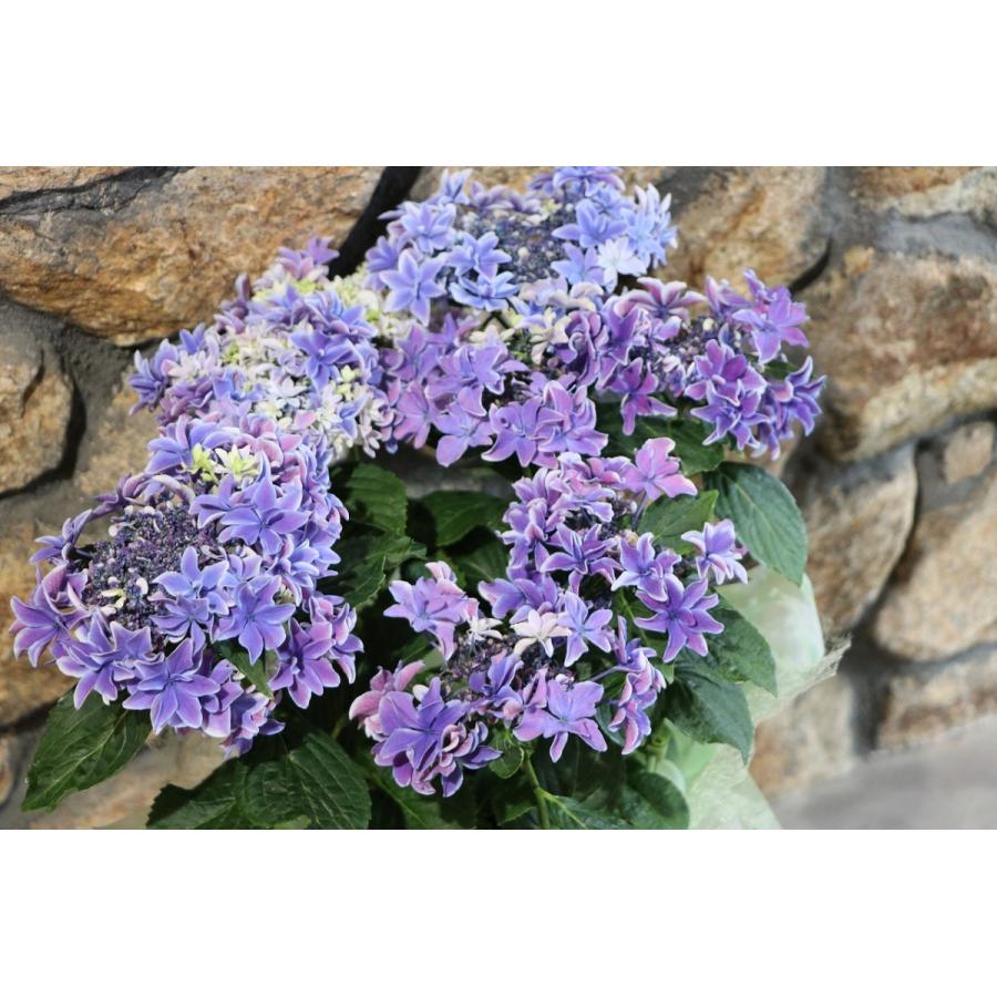 八重咲きアジサイ パープルブルー月虹　蝦夷山葡萄苗木　セット 八重咲きアジサイ パープルブルー月虹 蝦夷山葡萄苗木 セット 鉢花
